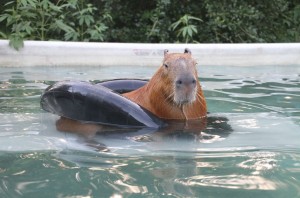 Un simpatico capibara in piscina