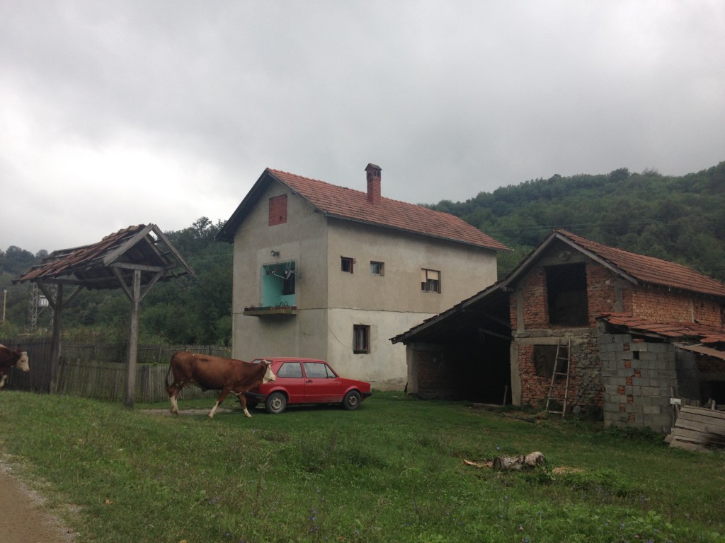 serbia paesaggio mucca panda