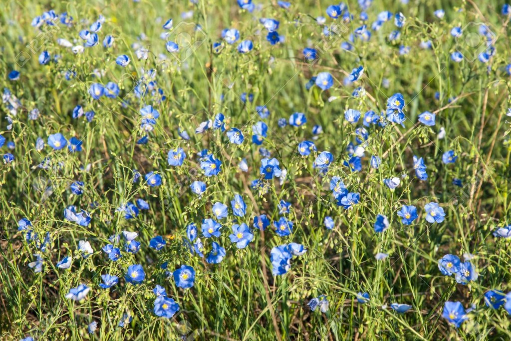 19704729-Prato-con-fiori-di-lino-blu-primavera-giornata-di-sole-Archivio-Fotografico