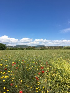 santa severa paesaggio