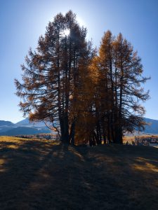 Foliage sulle Dolomiti