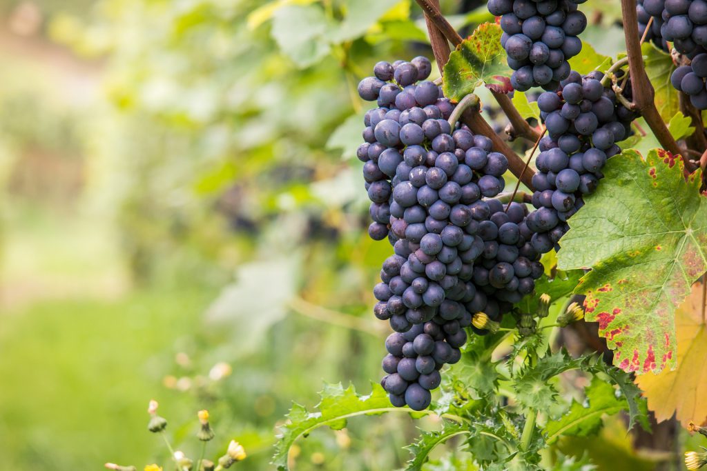 valpolicella vini ricette